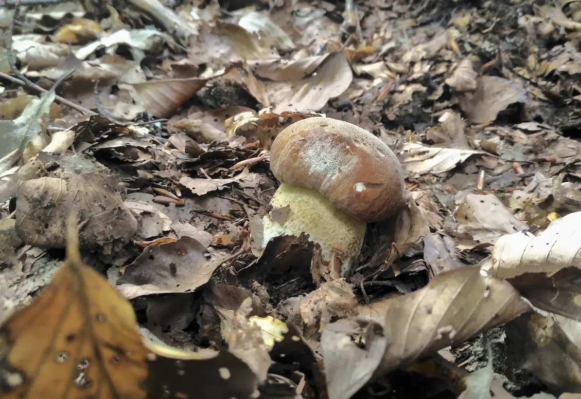 Valle del fungo Porcino